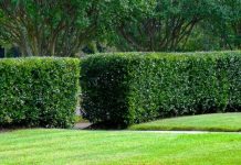 Какую изгородь выбрать?