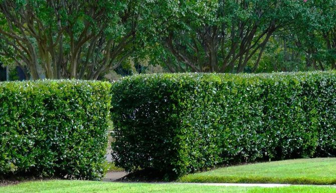 Какую изгородь выбрать?