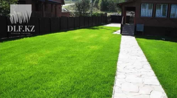 Какие семена выбрать для зеленого газона: советы